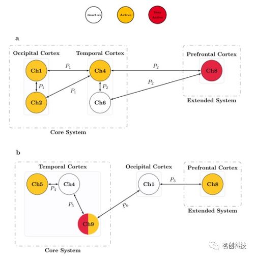 发展认知神经科学 基于可解释人工智能模型的婴儿fNIRS数据分析与基础软件开发